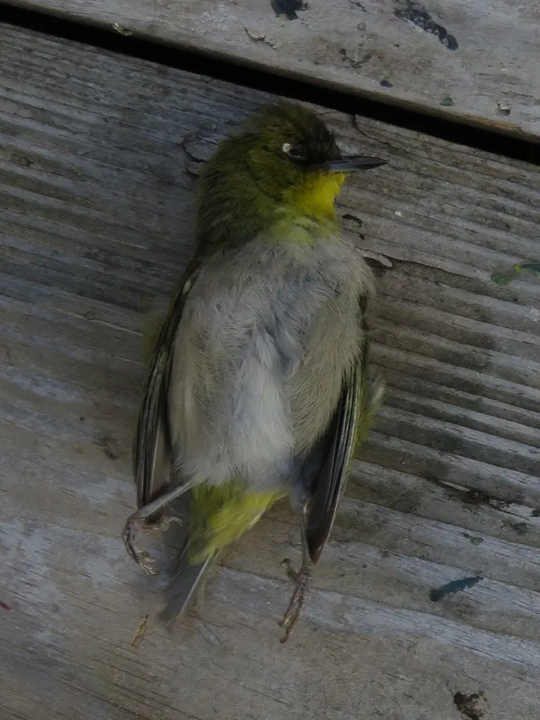 南非绣眼鸟(Zosterops virens)