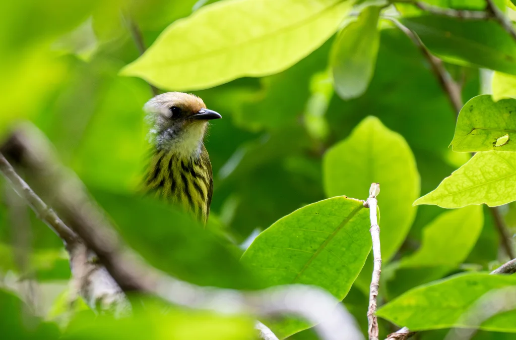 巴拉望穗鹛(Zosterornis hypogrammicus)