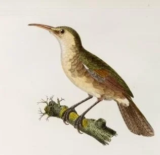 歌鸲苇莺(Acrocephalus luscinius)