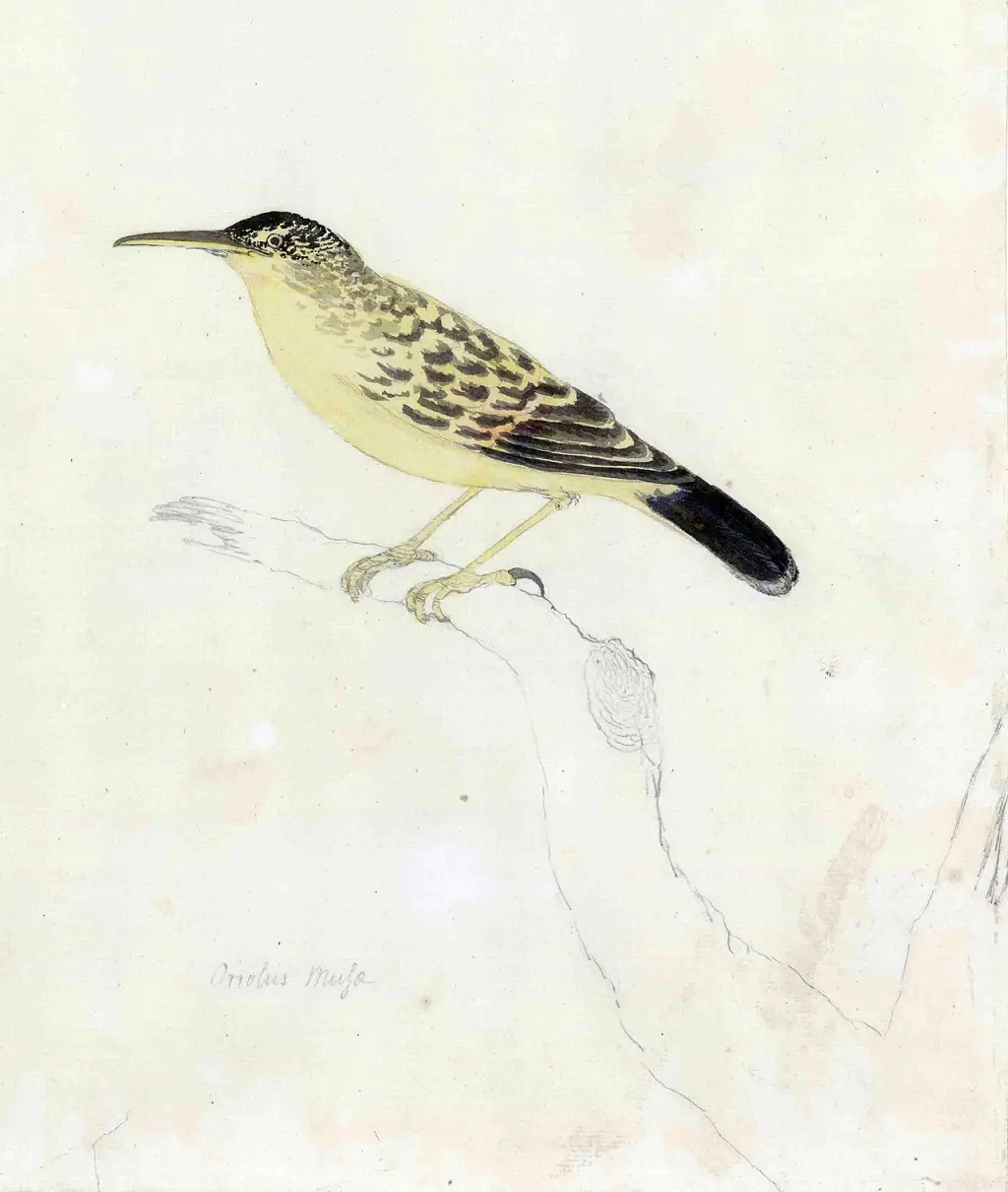 加氏苇莺(Acrocephalus musae)