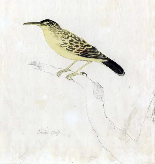 加氏苇莺(Acrocephalus musae)