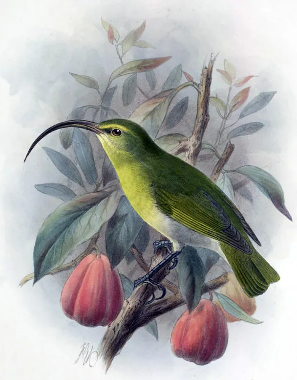 大喙雀(Akialoa ellisiana)