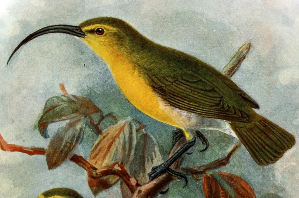 大喙雀(Akialoa ellisiana)