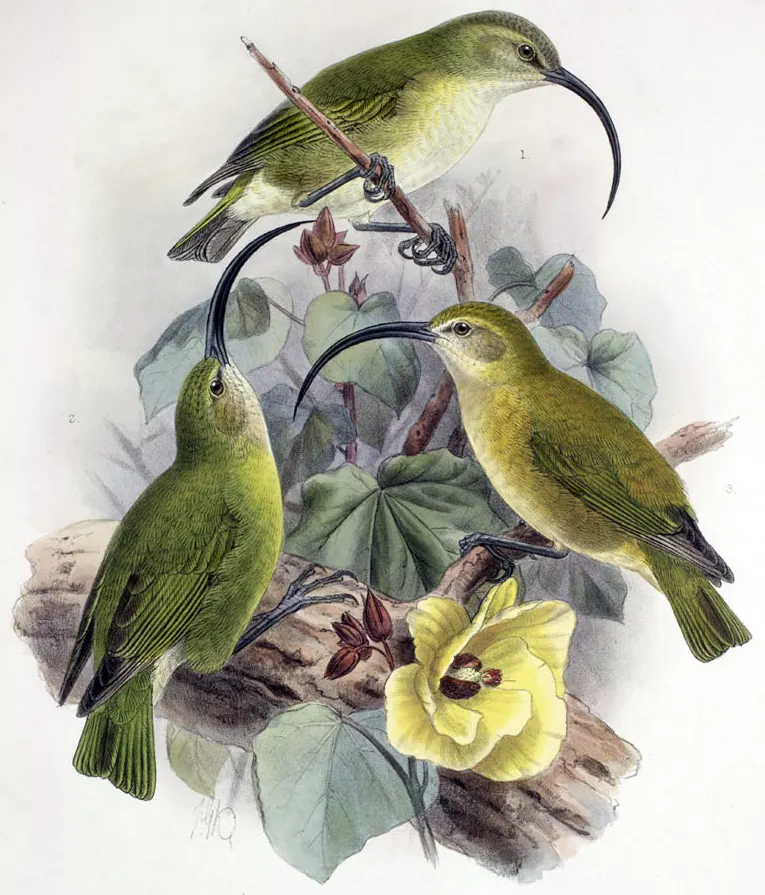 茂宜大喙雀(Akialoa lanaiensis)
