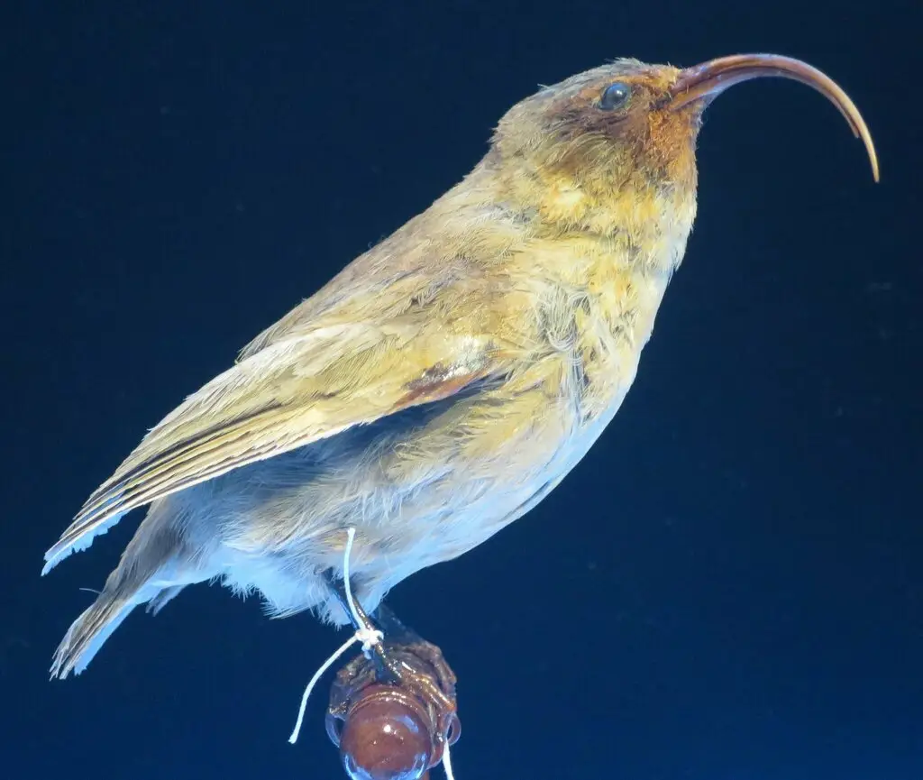 长嘴导颚雀(Akialoa obscura)