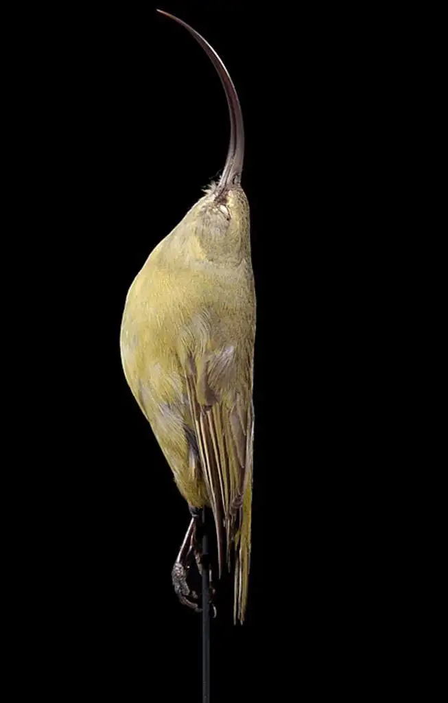 考艾大喙雀(Akialoa stejnegeri)