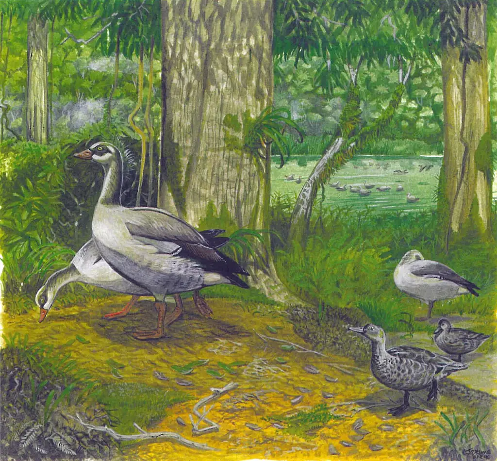 留尼汪雁(Alopochen kervazoi)