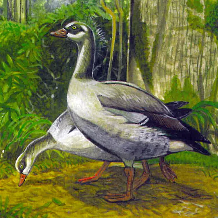 留尼汪雁(Alopochen kervazoi)