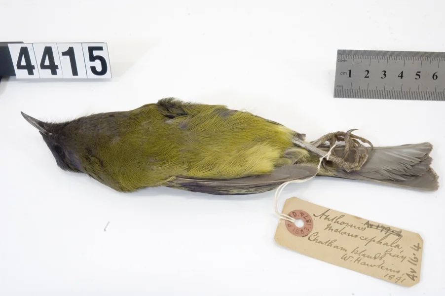 查塔姆吸蜜鸟(Anthornis melanocephala)