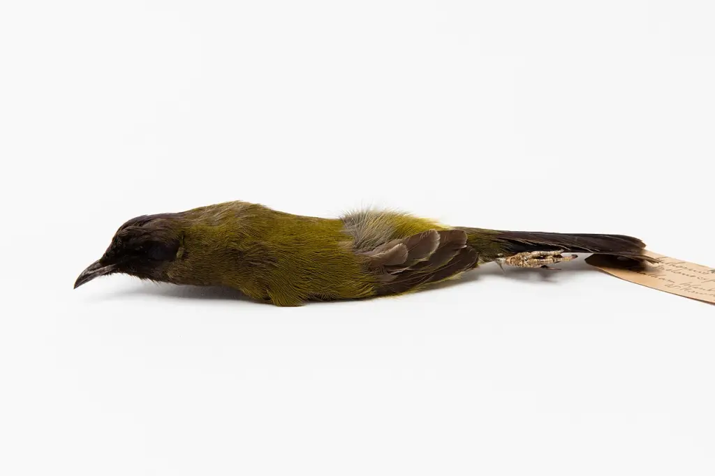 查塔姆吸蜜鸟(Anthornis melanocephala)
