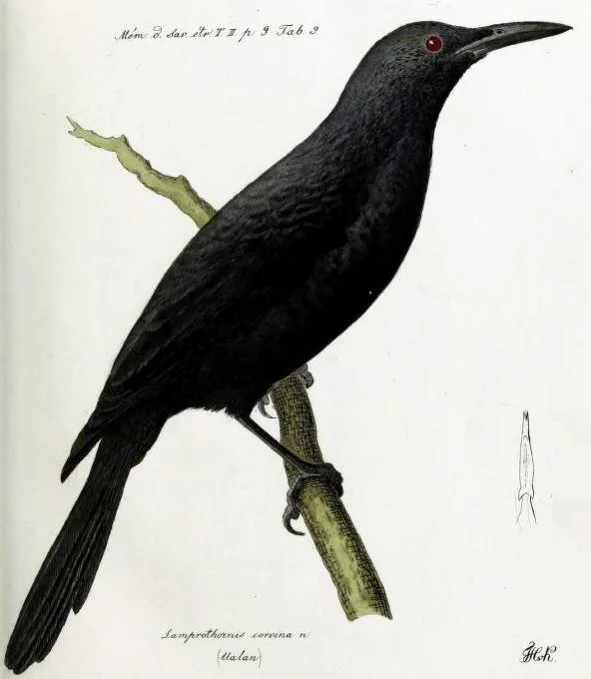 库赛埃岛辉椋鸟(Aplonis corvina)