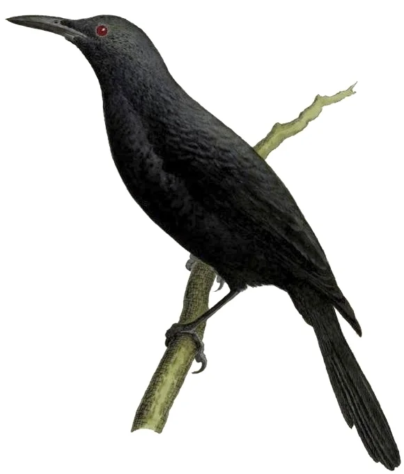 库赛埃岛辉椋鸟(Aplonis corvina)