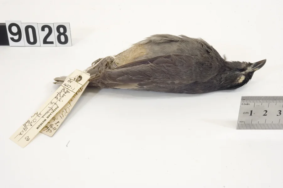 绿头辉椋鸟(Aplonis fusca)