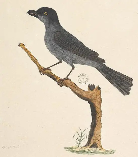 绿头辉椋鸟(Aplonis fusca)