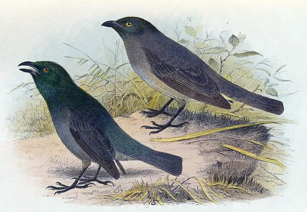 绿头辉椋鸟(Aplonis fusca)
