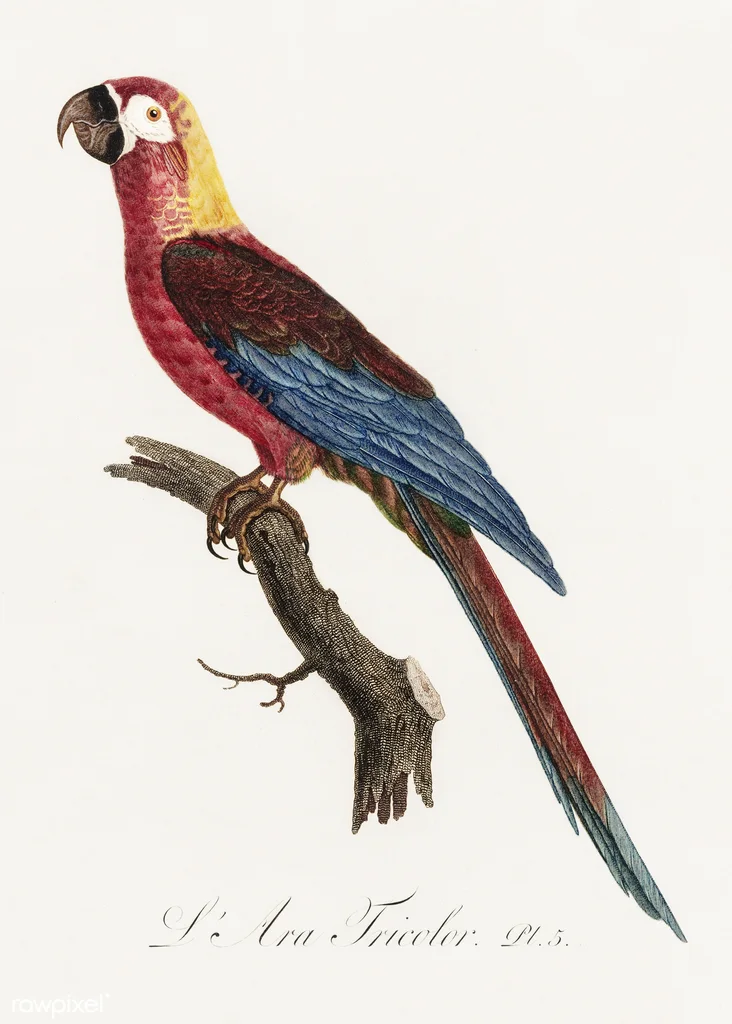 古巴红鹦鹉(Ara tricolor)