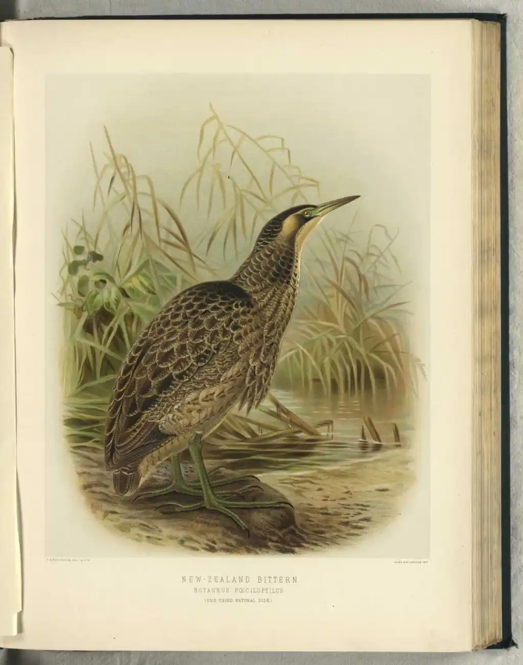 新西兰苇鳽（Botaurus novaezelandiae）