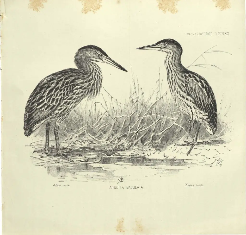 新西兰苇鳽（Botaurus novaezelandiae）