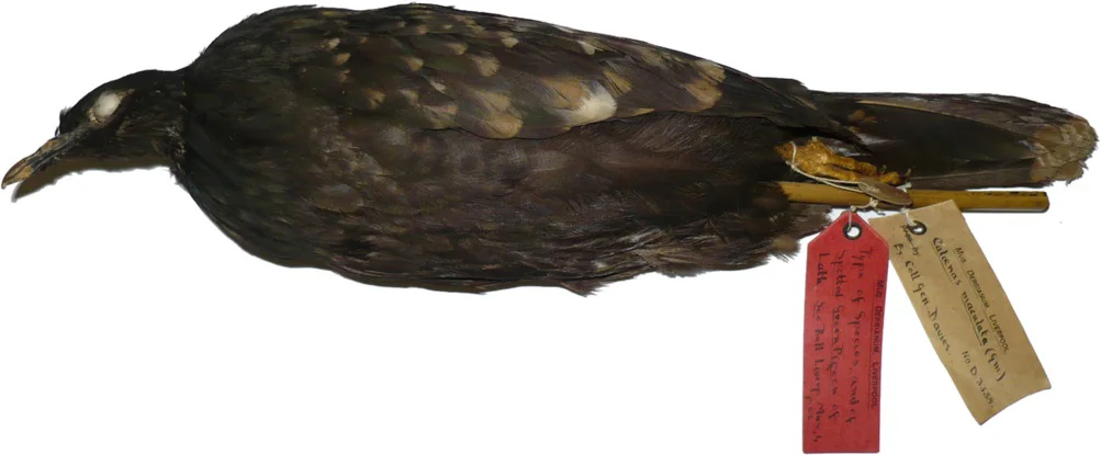 点斑绿鸠(Caloenas maculata)