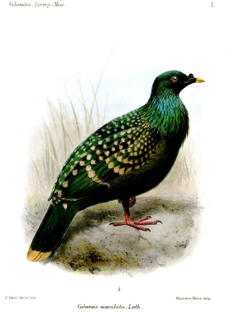 点斑绿鸠(Caloenas maculata)