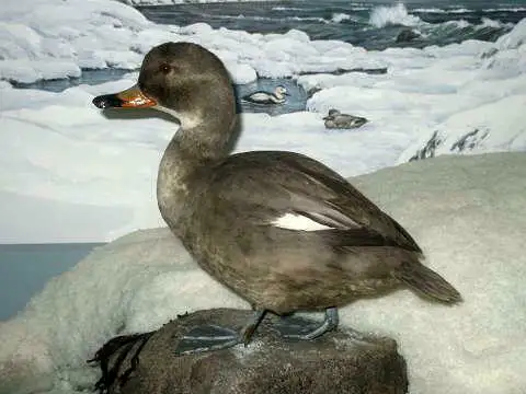 拉布拉多鸭(Camptorhynchus labradorius)
