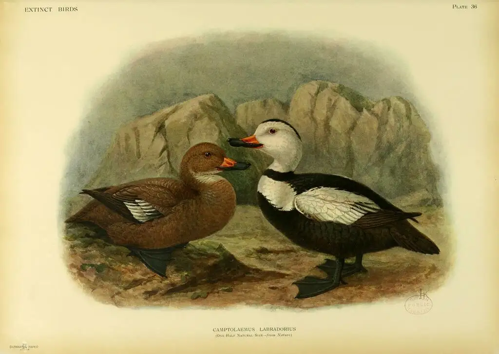 拉布拉多鸭(Camptorhynchus labradorius)