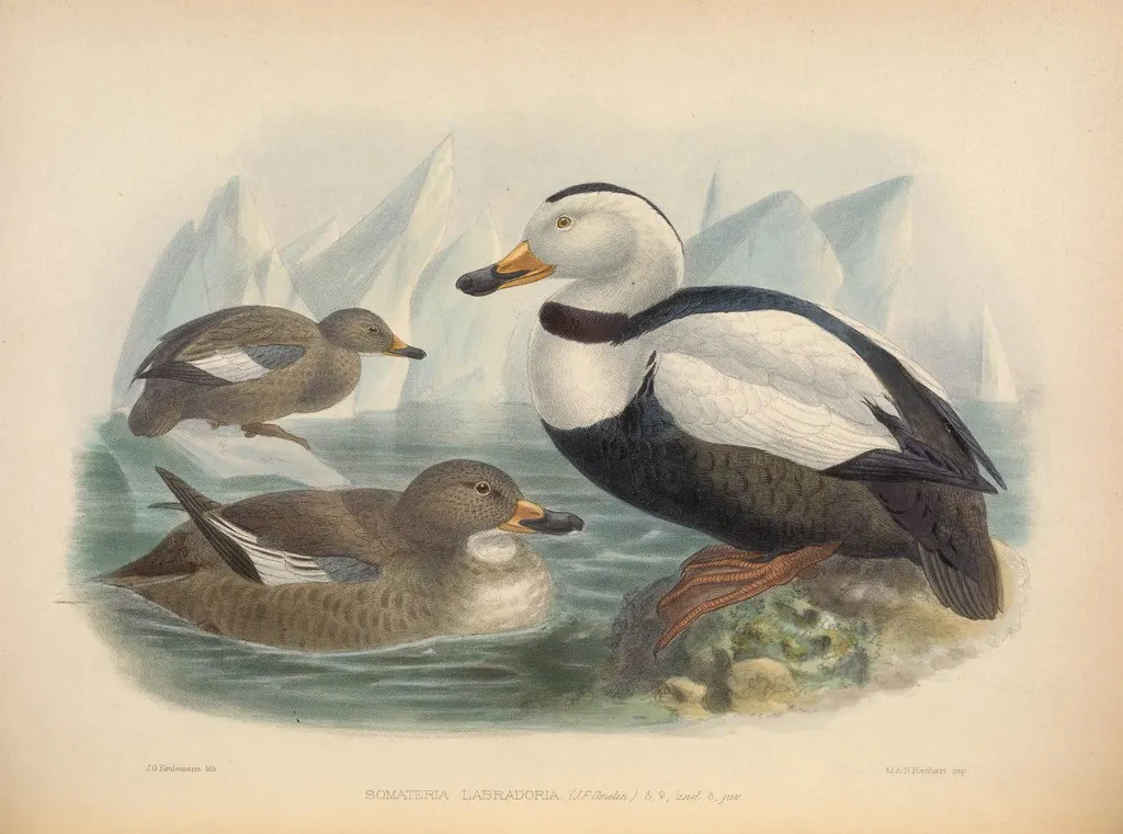 拉布拉多鸭(Camptorhynchus labradorius)