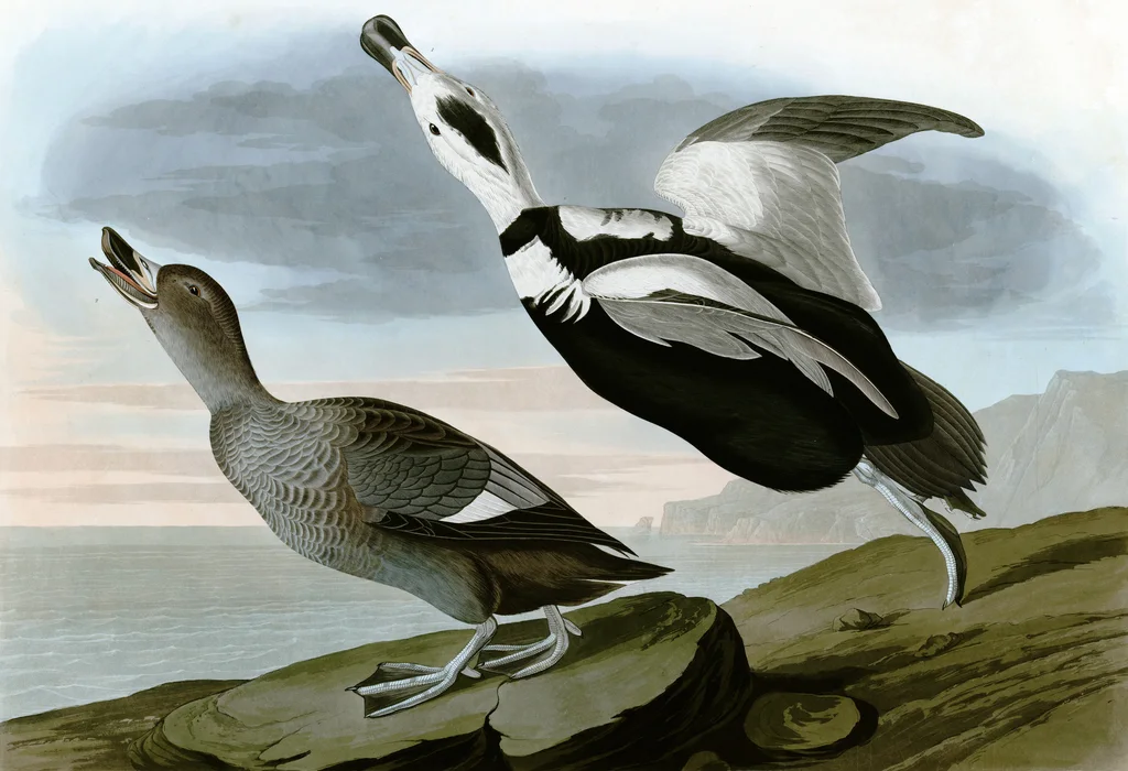 拉布拉多鸭(Camptorhynchus labradorius)