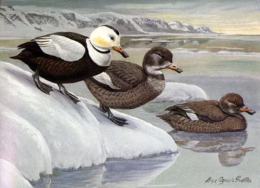 拉布拉多鸭(Camptorhynchus labradorius)