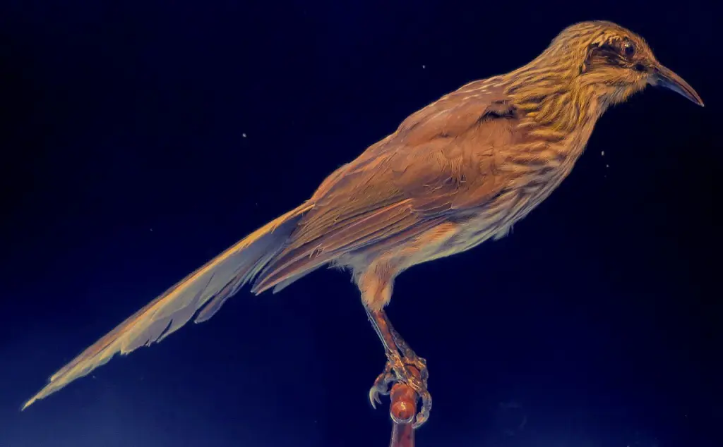 鬓吸蜜鸟(Chaetoptila angustipluma)