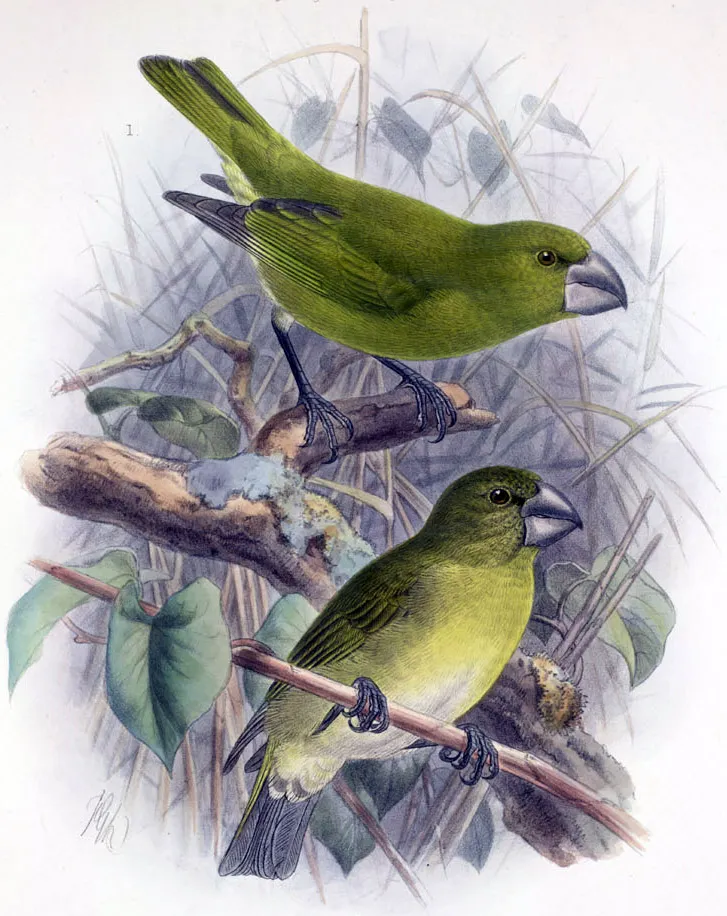 科纳松雀(Chloridops kona)