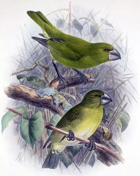 科纳松雀(Chloridops kona)