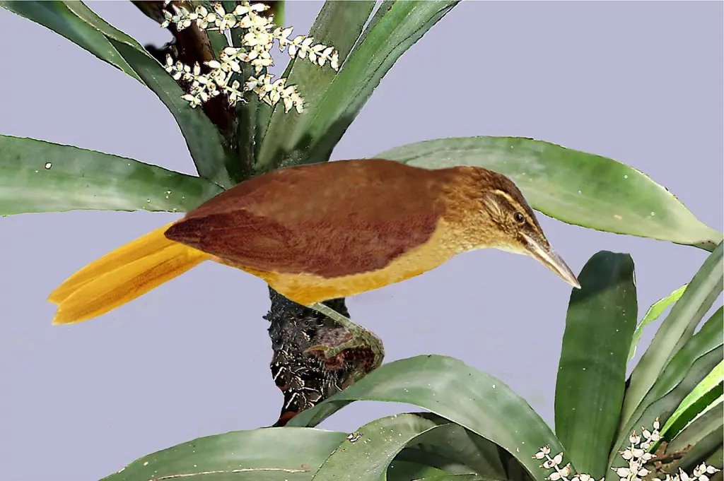 隐秘树猎雀(Cichlocolaptes mazarbarnetti)