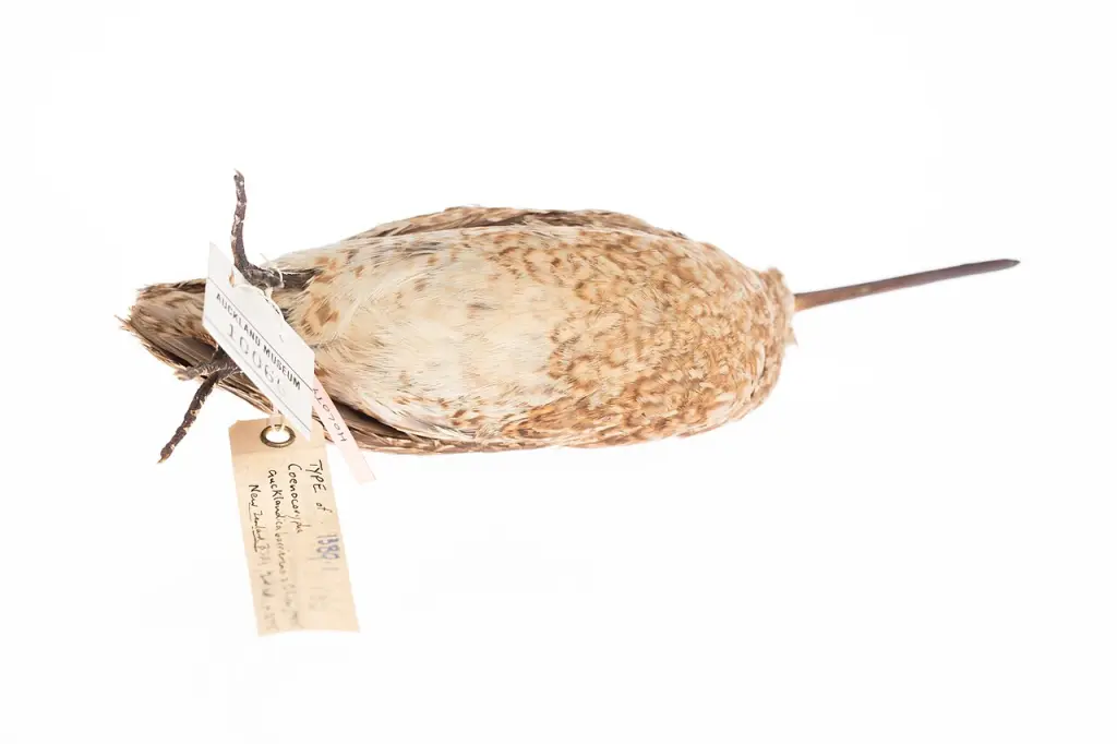 北岛沙锥(Coenocorypha barrierensis)