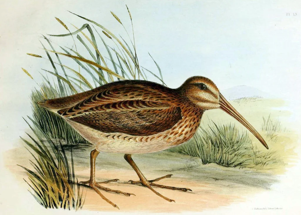 北岛沙锥(Coenocorypha barrierensis)