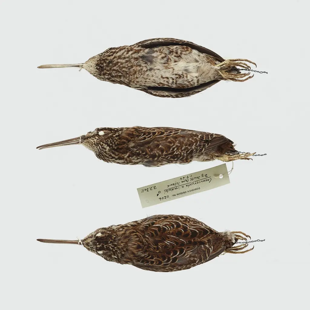 南岛沙锥(Coenocorypha iredalei)