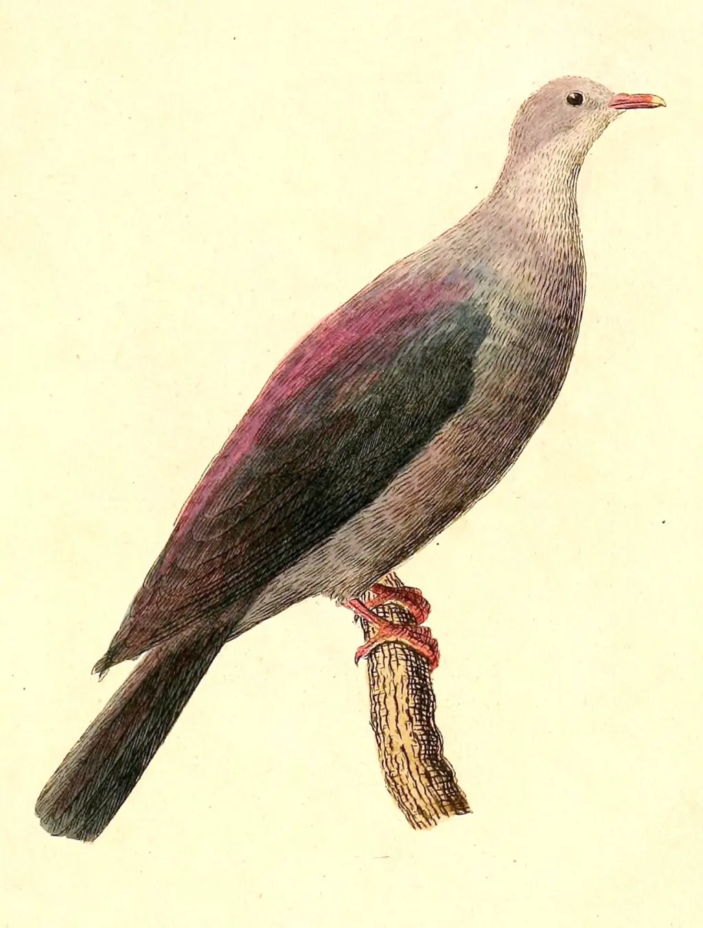 小笠原杂色林鸽(Columba versicolor)