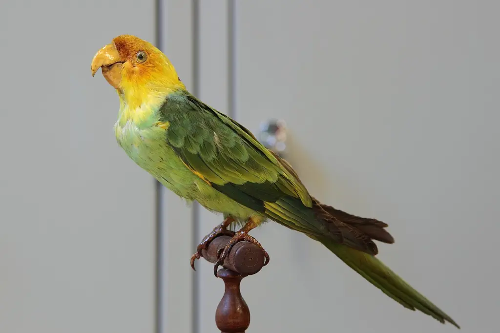 卡罗莱纳鹦哥(Conuropsis carolinensis)