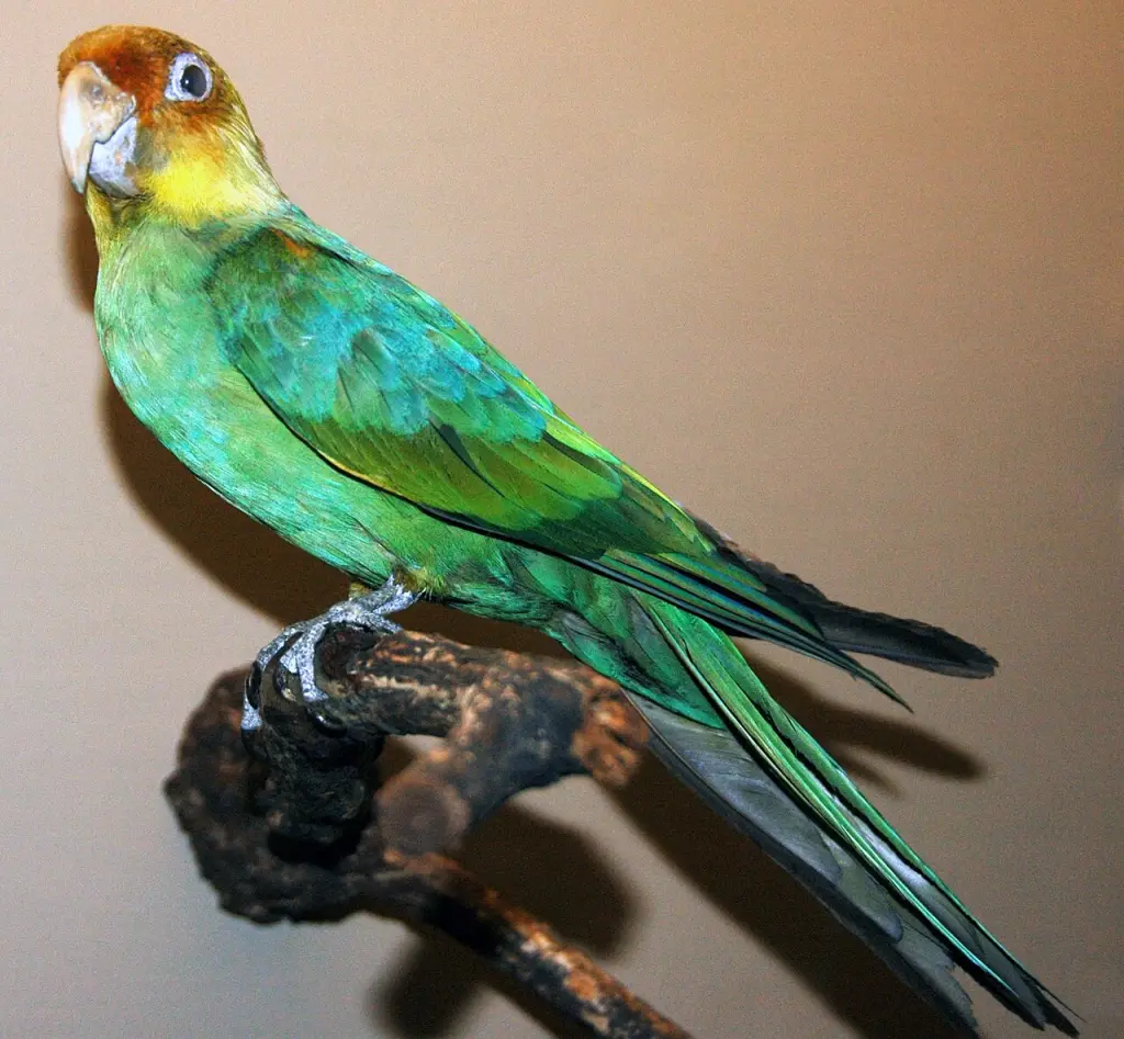 卡罗莱纳鹦哥(Conuropsis carolinensis)