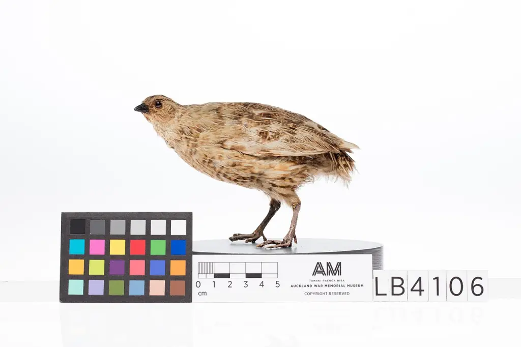 新西兰鹌鹑(Coturnix novaezelandiae)