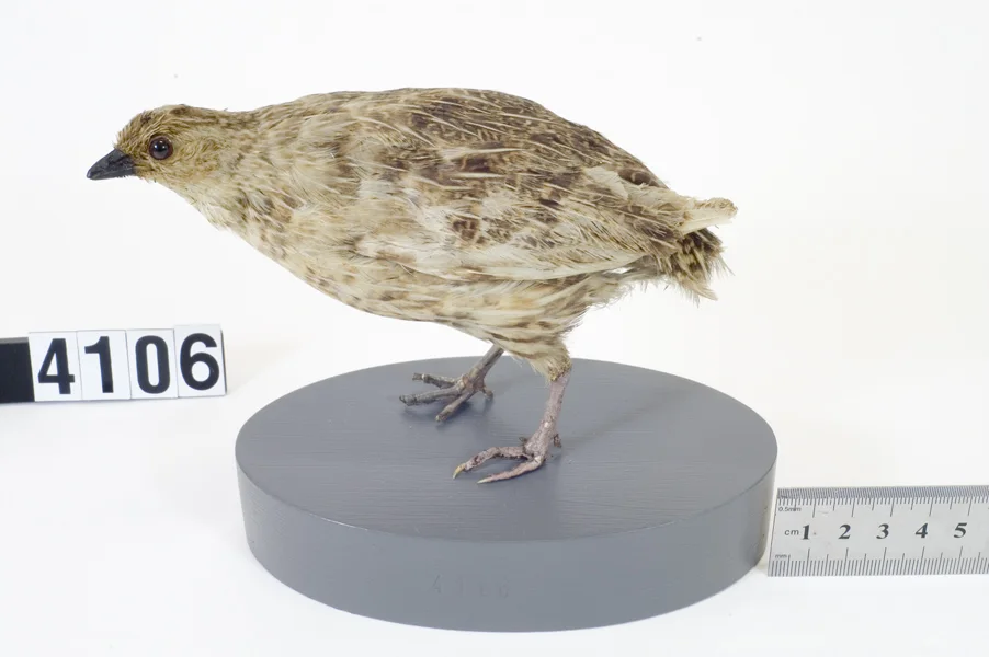 新西兰鹌鹑(Coturnix novaezelandiae)