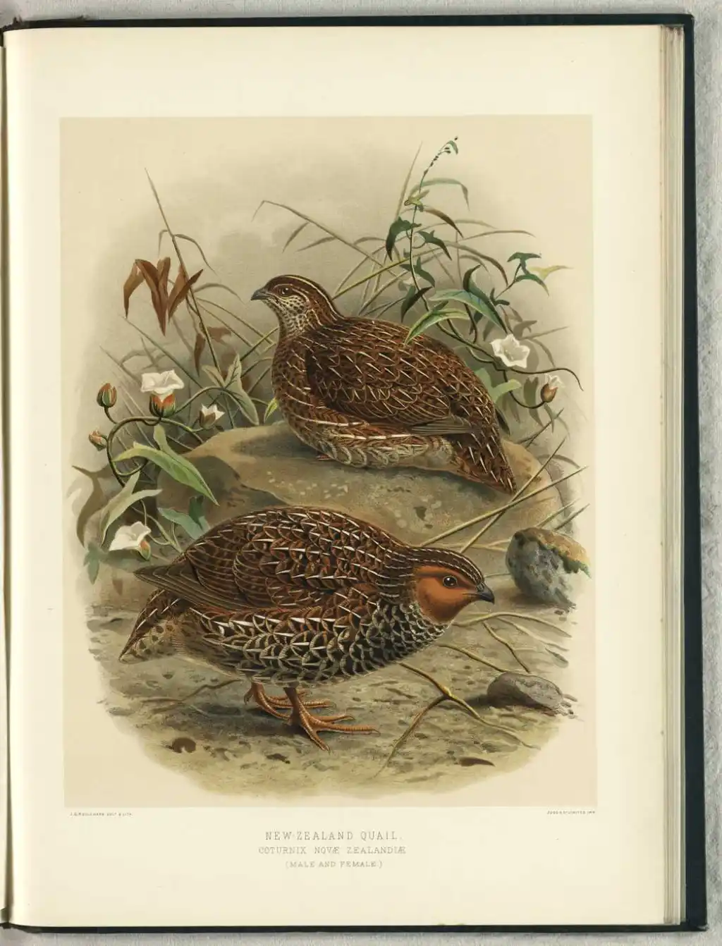 新西兰鹌鹑(Coturnix novaezelandiae)