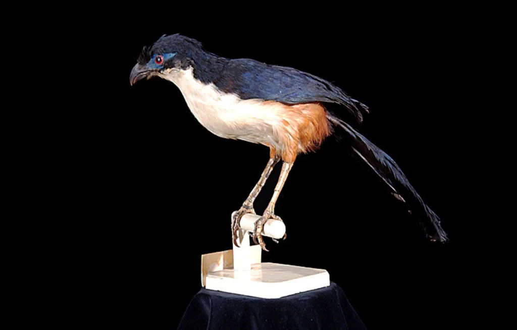 白胸马岛鹃(Coua delalandei)