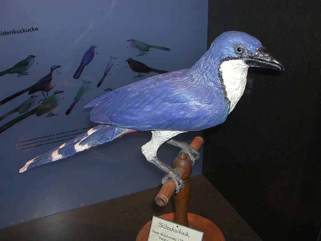白胸马岛鹃(Coua delalandei)