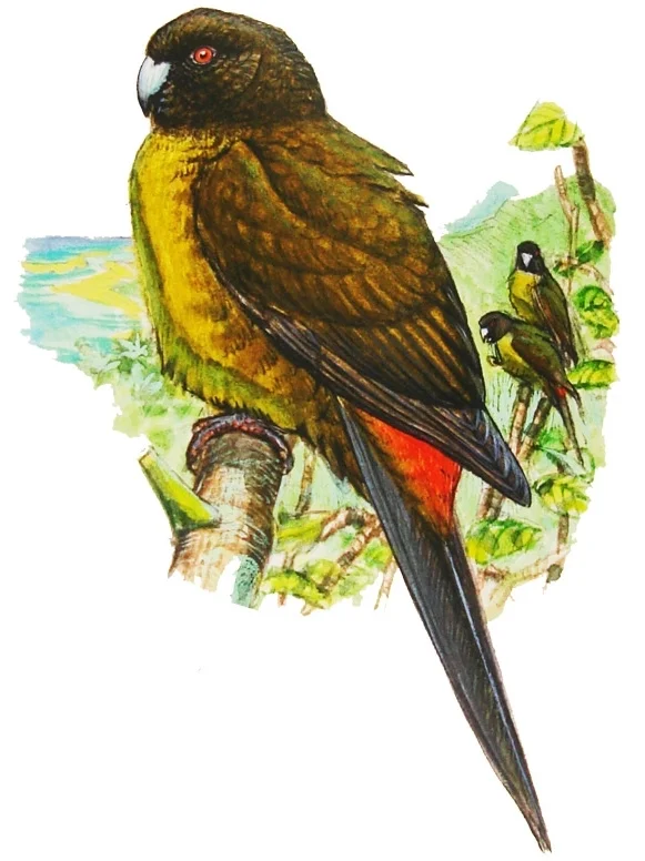 社会岛鹦鹉（Cyanoramphus ulietanus）