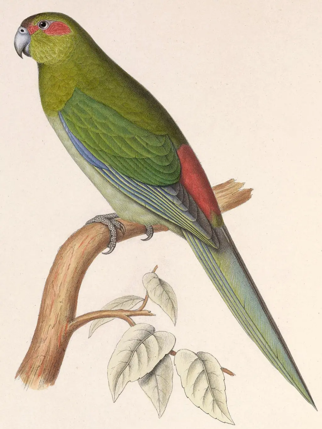 黑额鹦鹉（Cyanoramphus zealandicus）