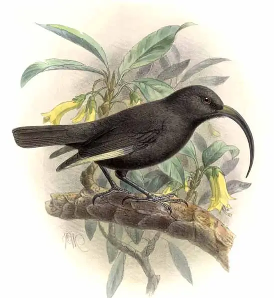 黑监督吸蜜鸟(Drepanis funerea)