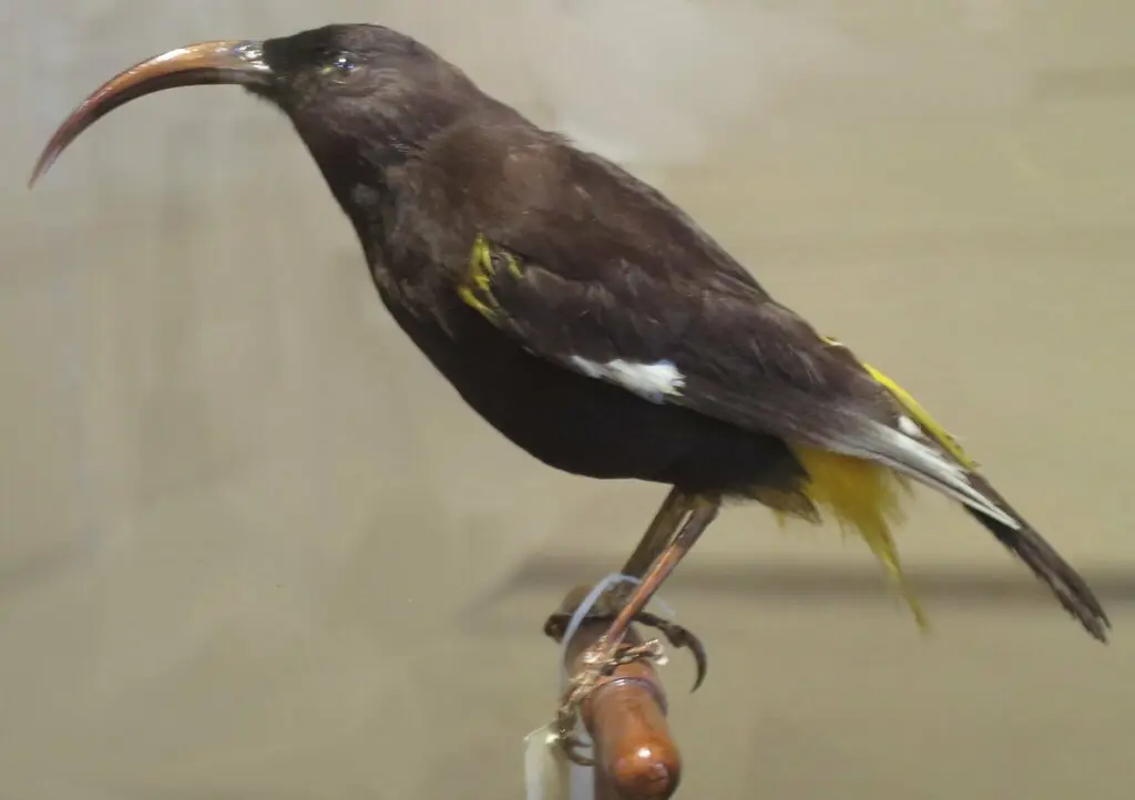 夏威夷监督吸蜜鸟(Drepanis pacifica)