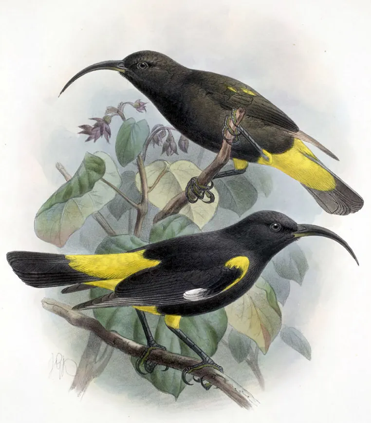 夏威夷监督吸蜜鸟(Drepanis pacifica)