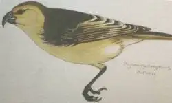 夏威夷钩嘴雀(Dysmorodrepanis munroi)